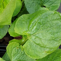 Viola septentrionalis alba